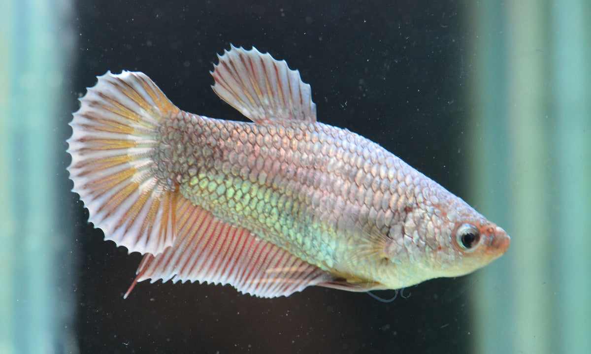 Copper HMPK Female
