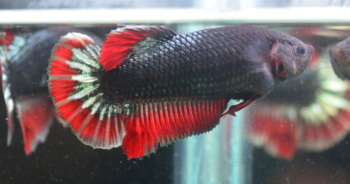 Copper  Red HMPK Female