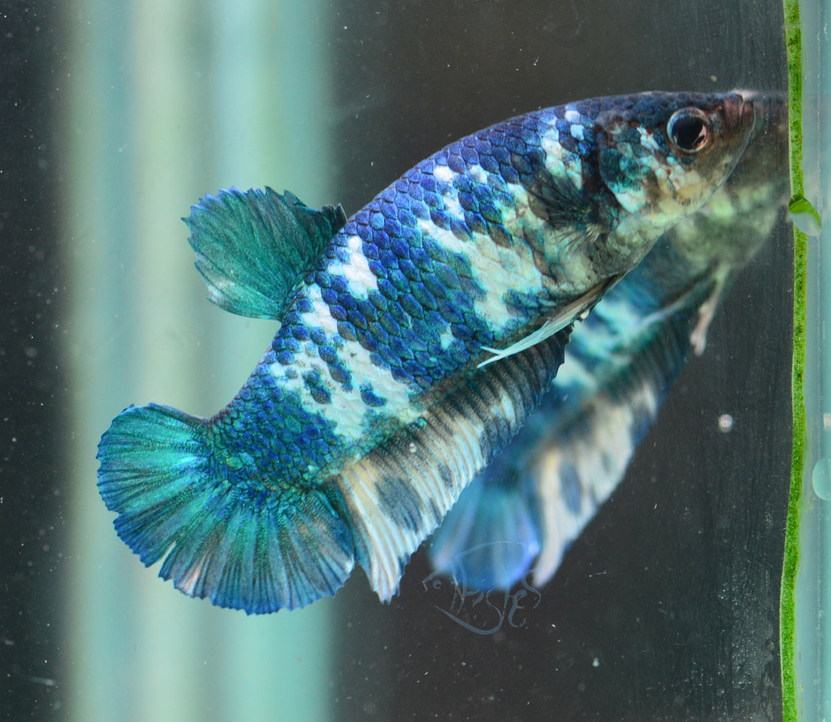 Blue Marble HMPK Female