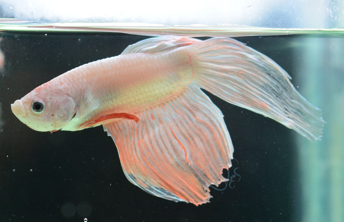 Metallic Orange Veiltail Male