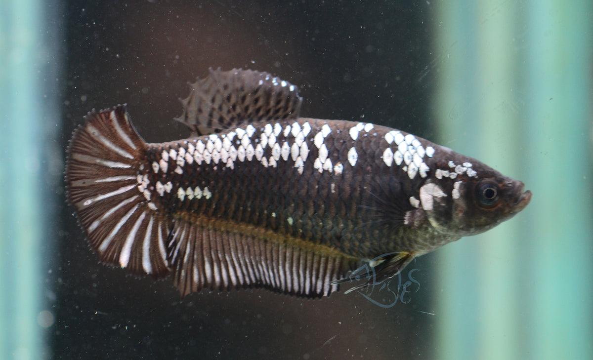 Black Samurai HMPK Female