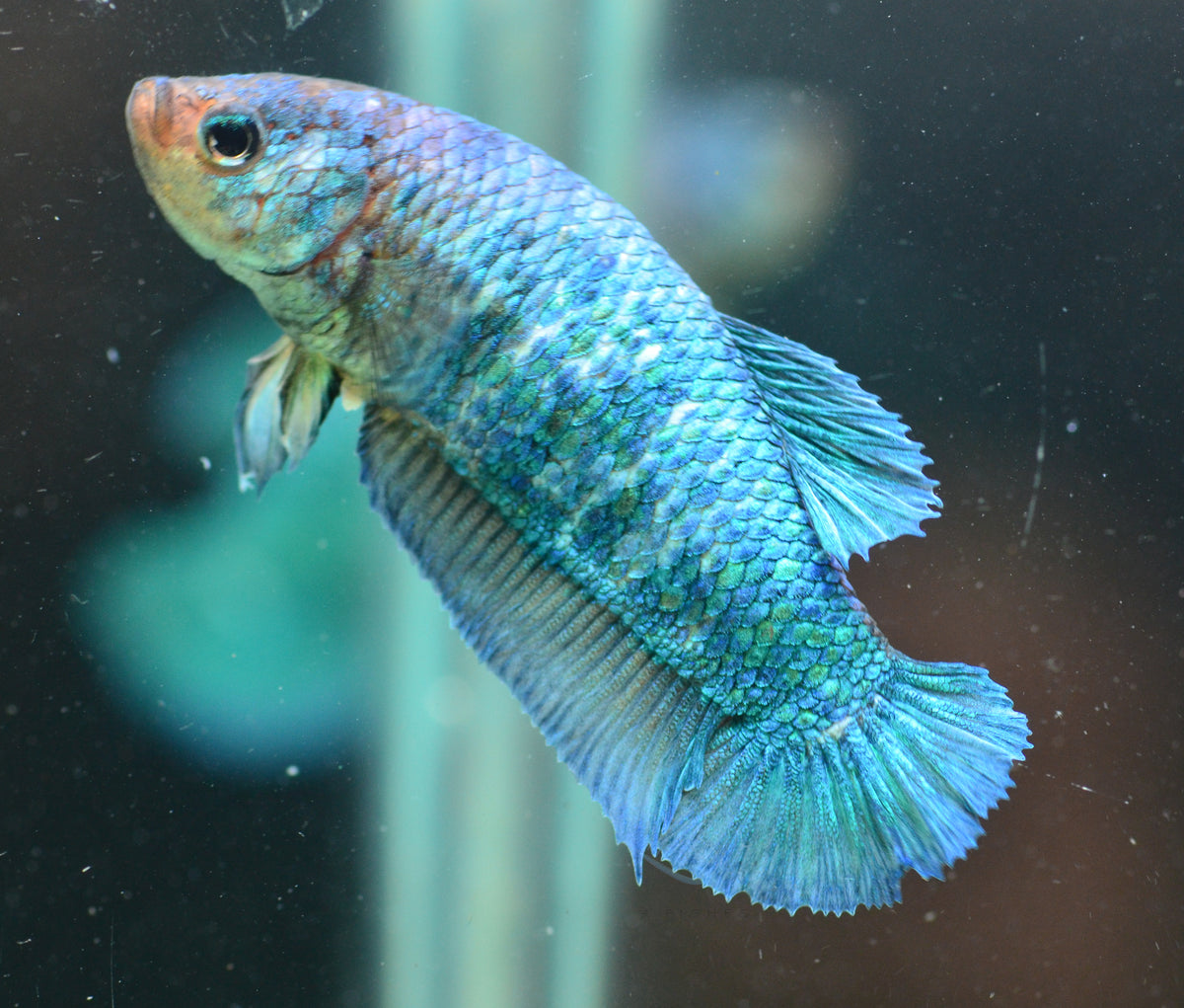 Turquoise HMPK Female