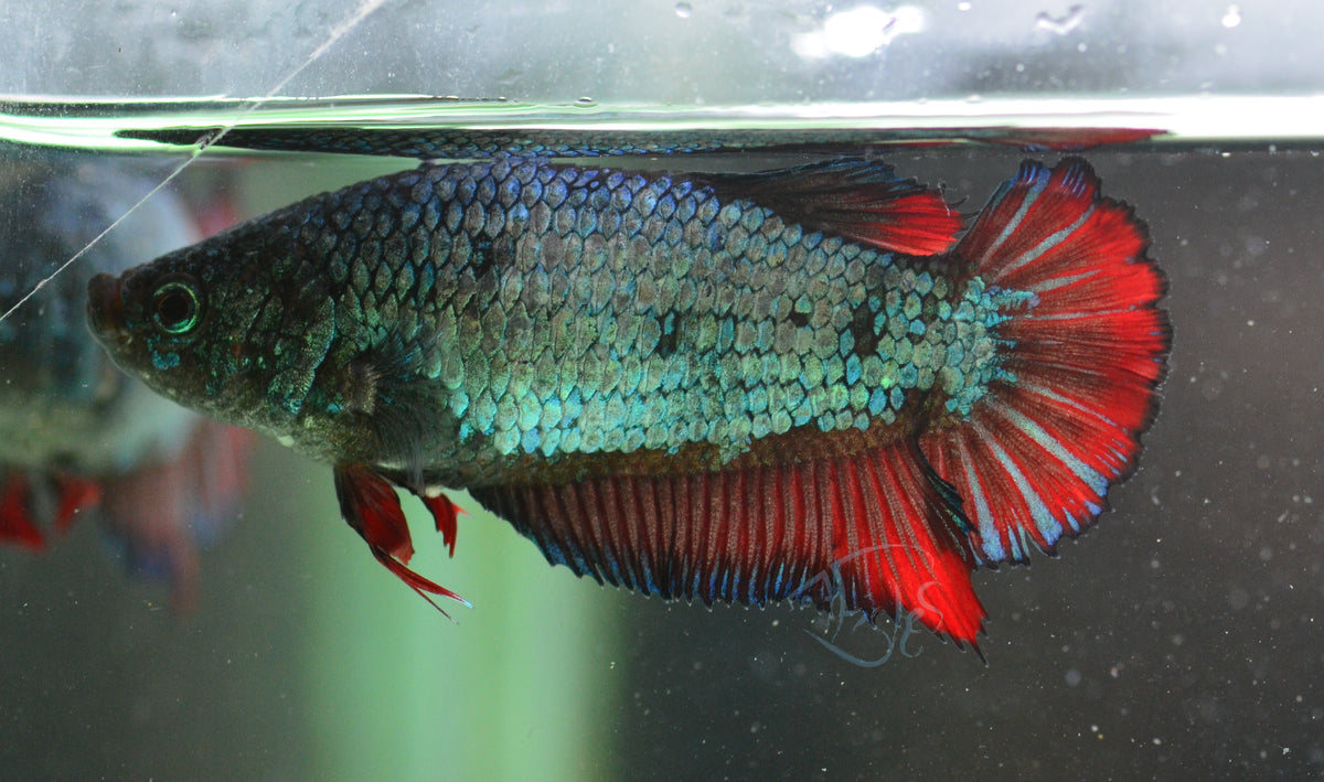 Copper Red HMPK Female