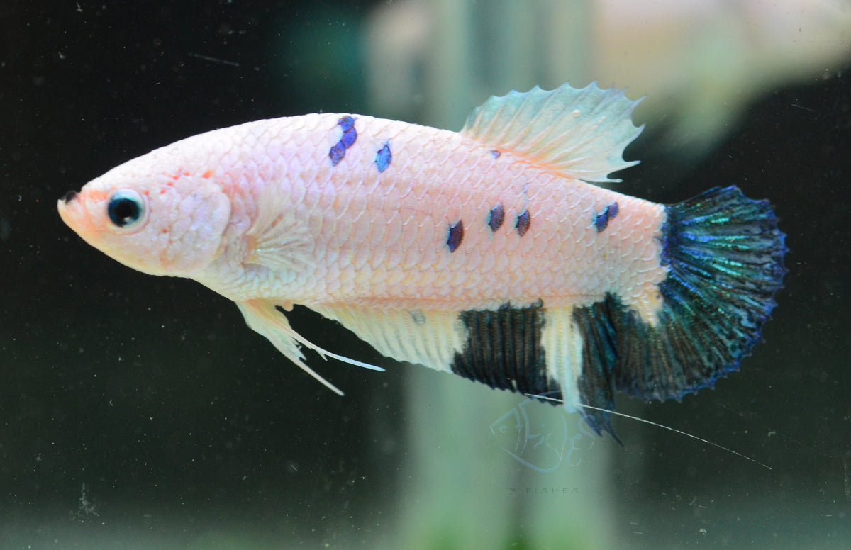 Blue Marble HMPK Female