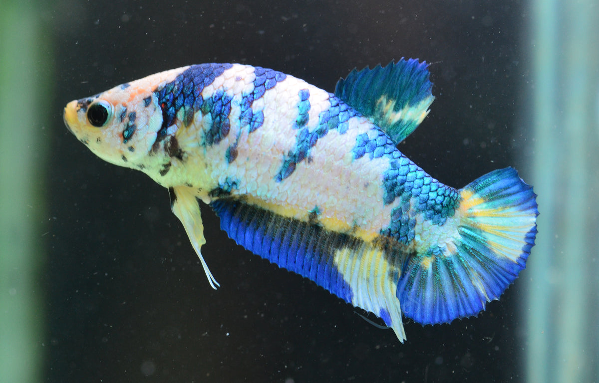 Blue Marble HMPK Female