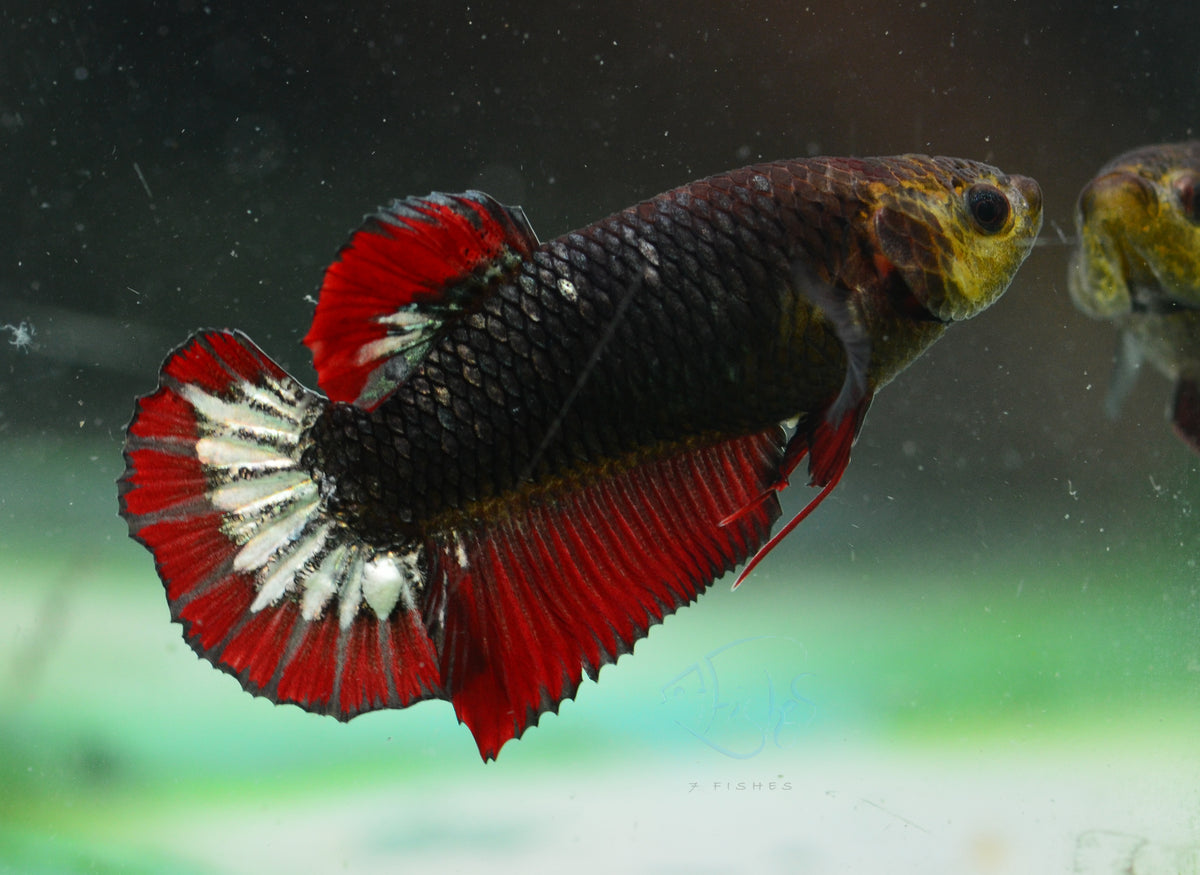 Copper Red HMPK Female
