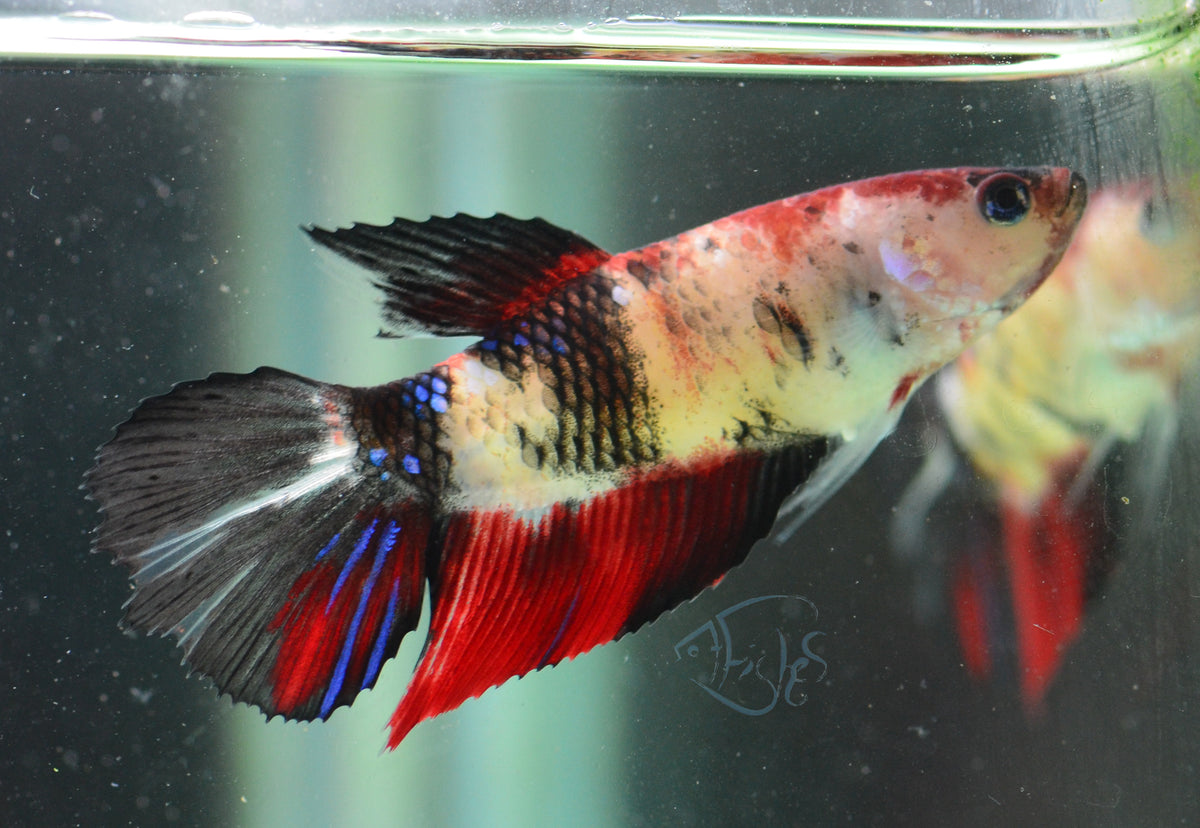 Koi Halfmoon Female