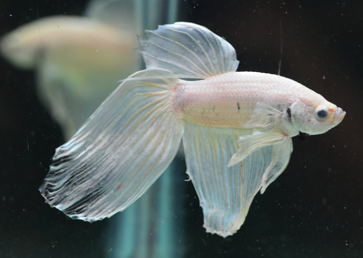 Metallic Yellow Veiltail Male