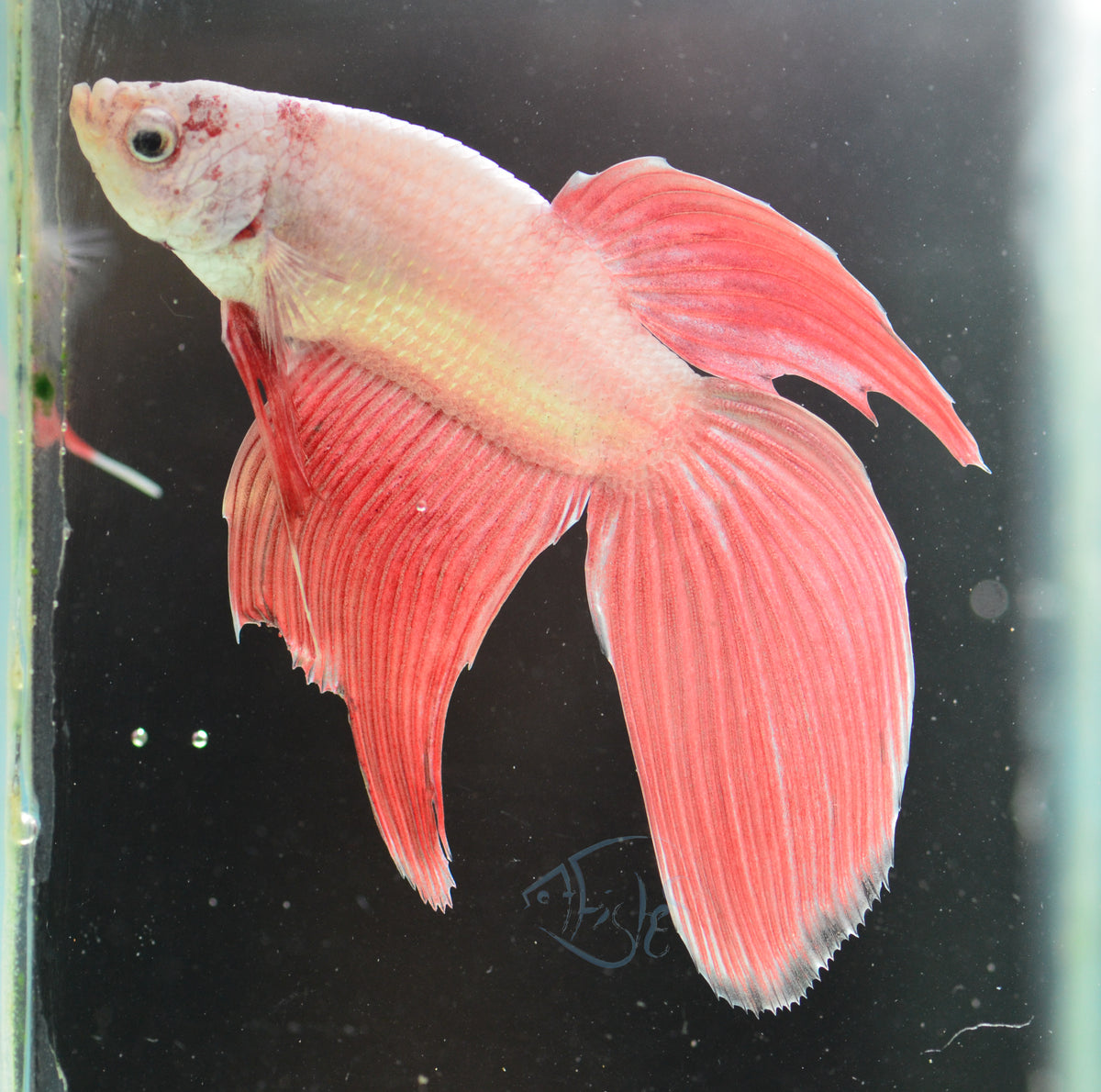 Metallic Red Veiltail Male