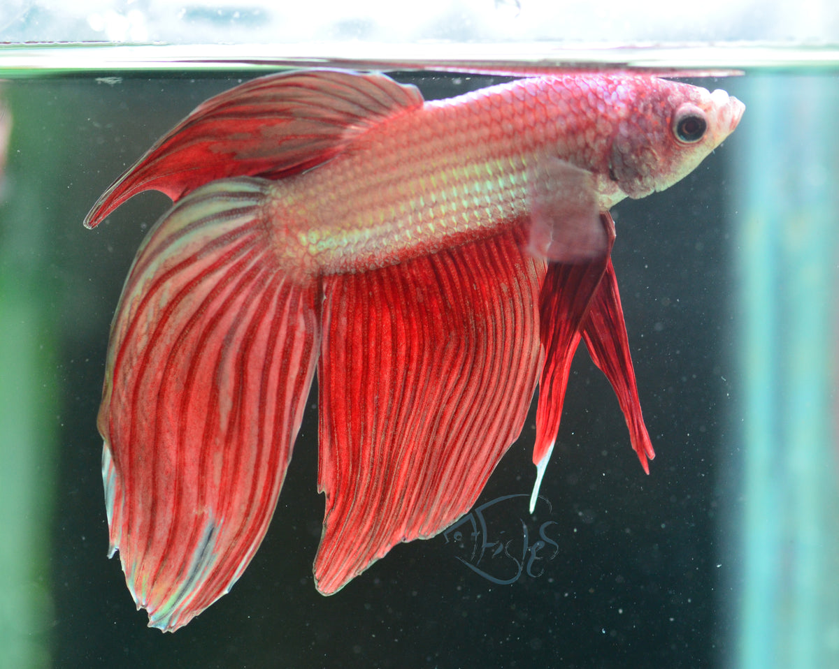 Metallic Red Veiltail Male