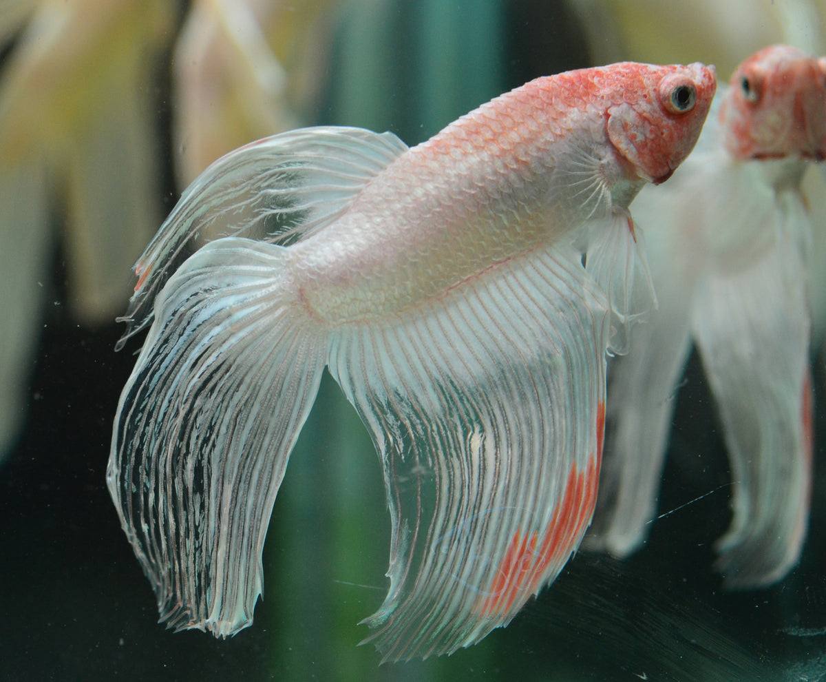Opal Veiltail Male