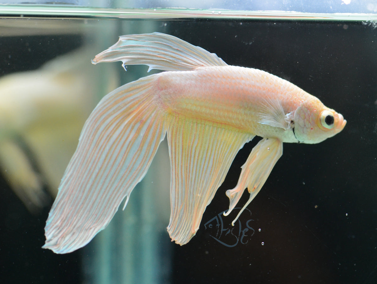 Metallic Yellow Veiltail Male