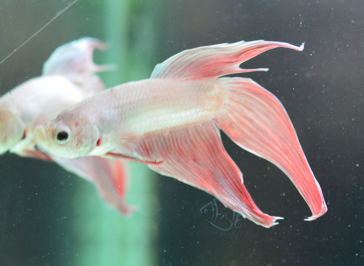Metallic Red Veiltail Male