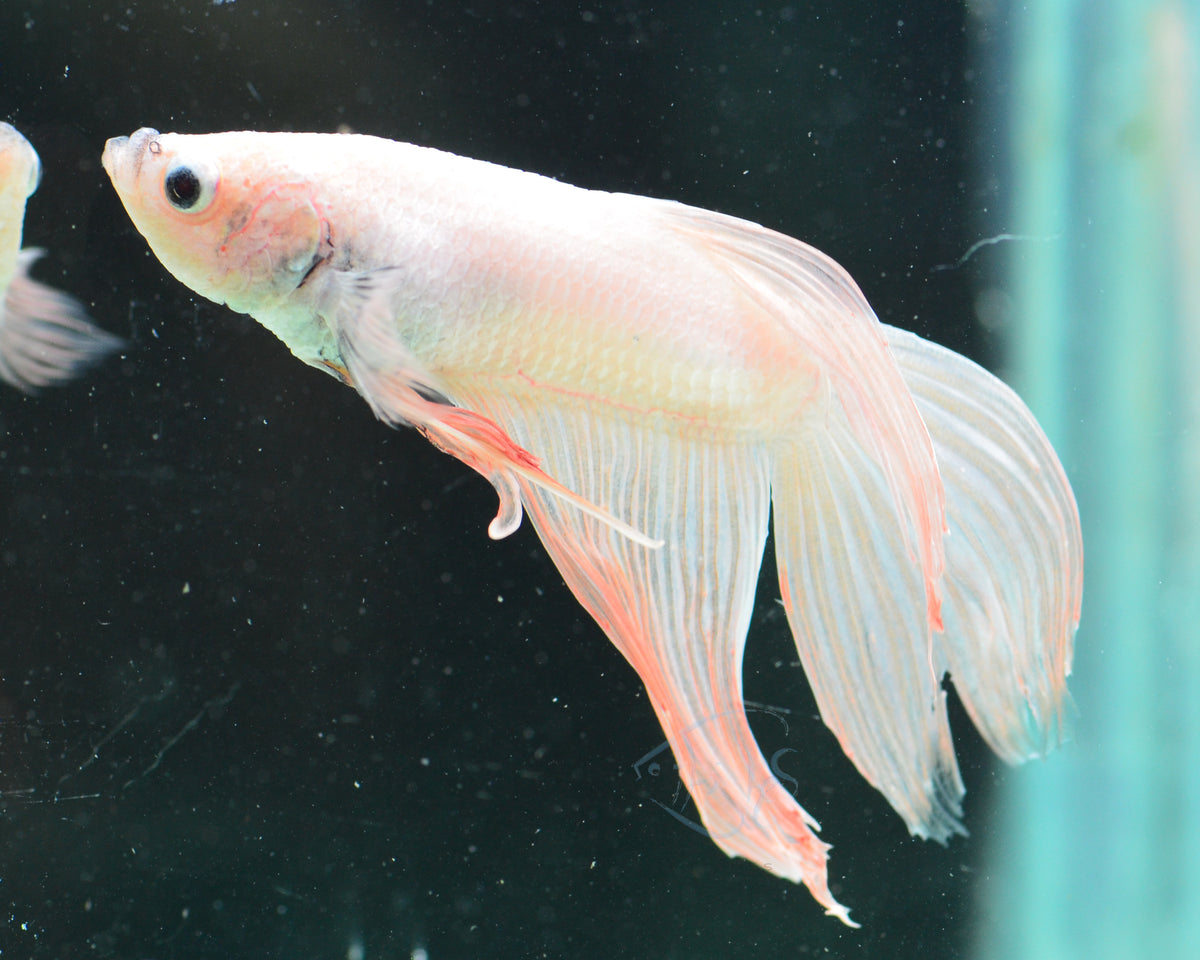 Platinum Red Veiltail Male