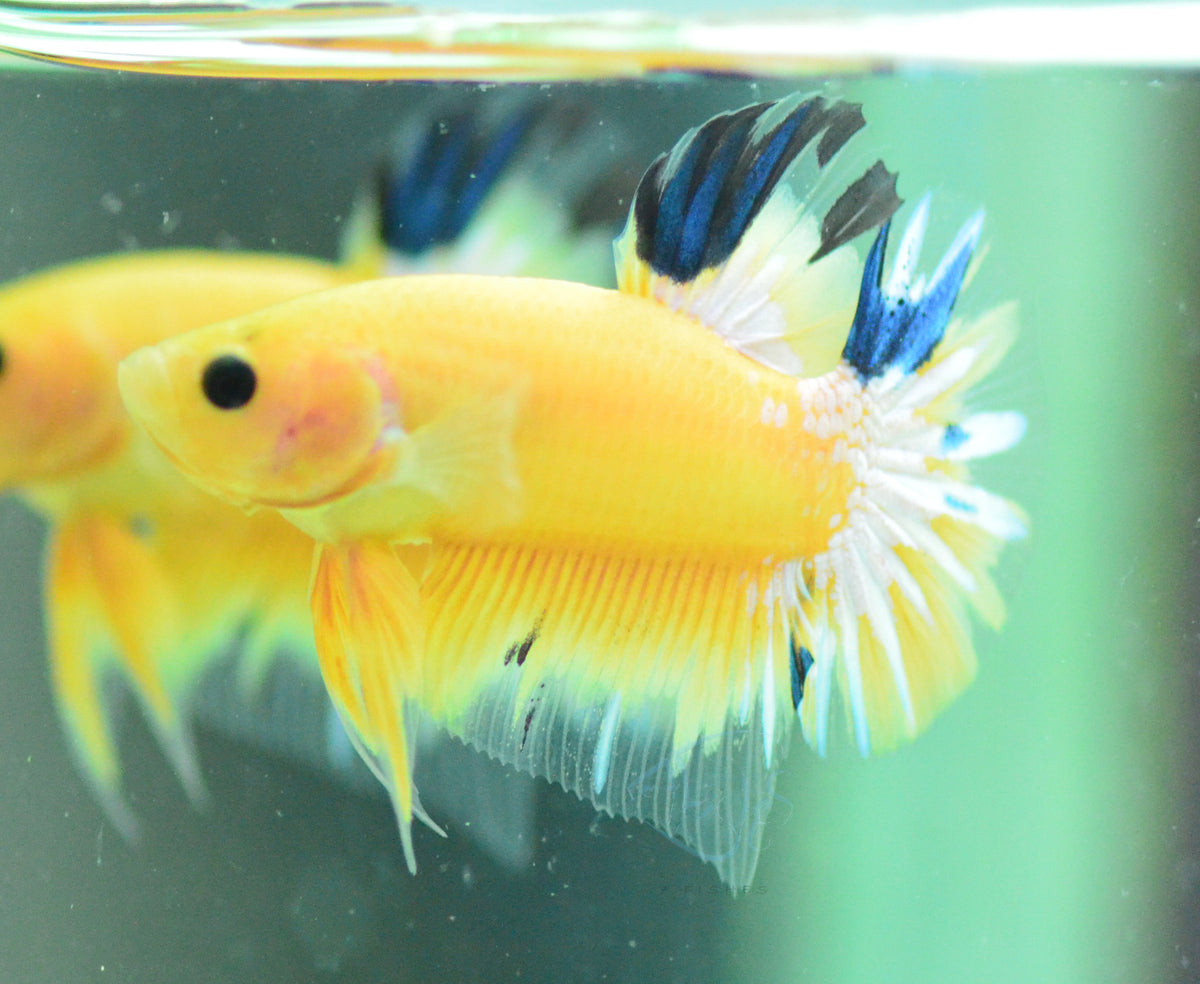 Yellow Hellboy Plakat Male