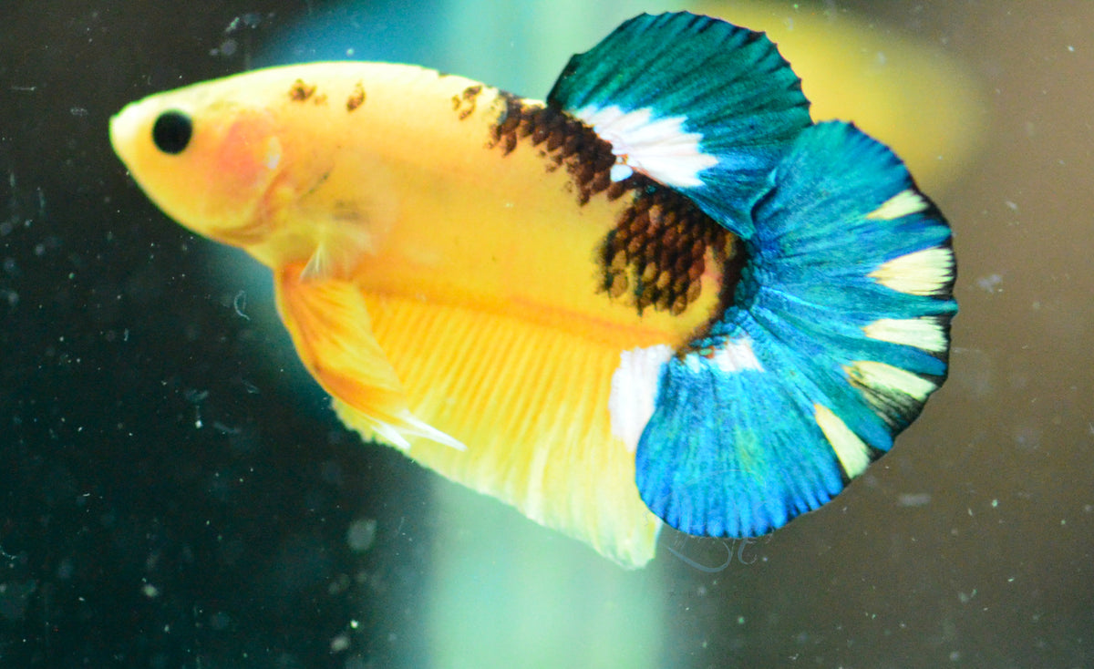 Yellow Hellboy Plakat Male