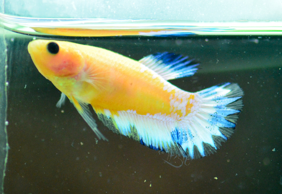 Yellow Hellboy Plakat Female