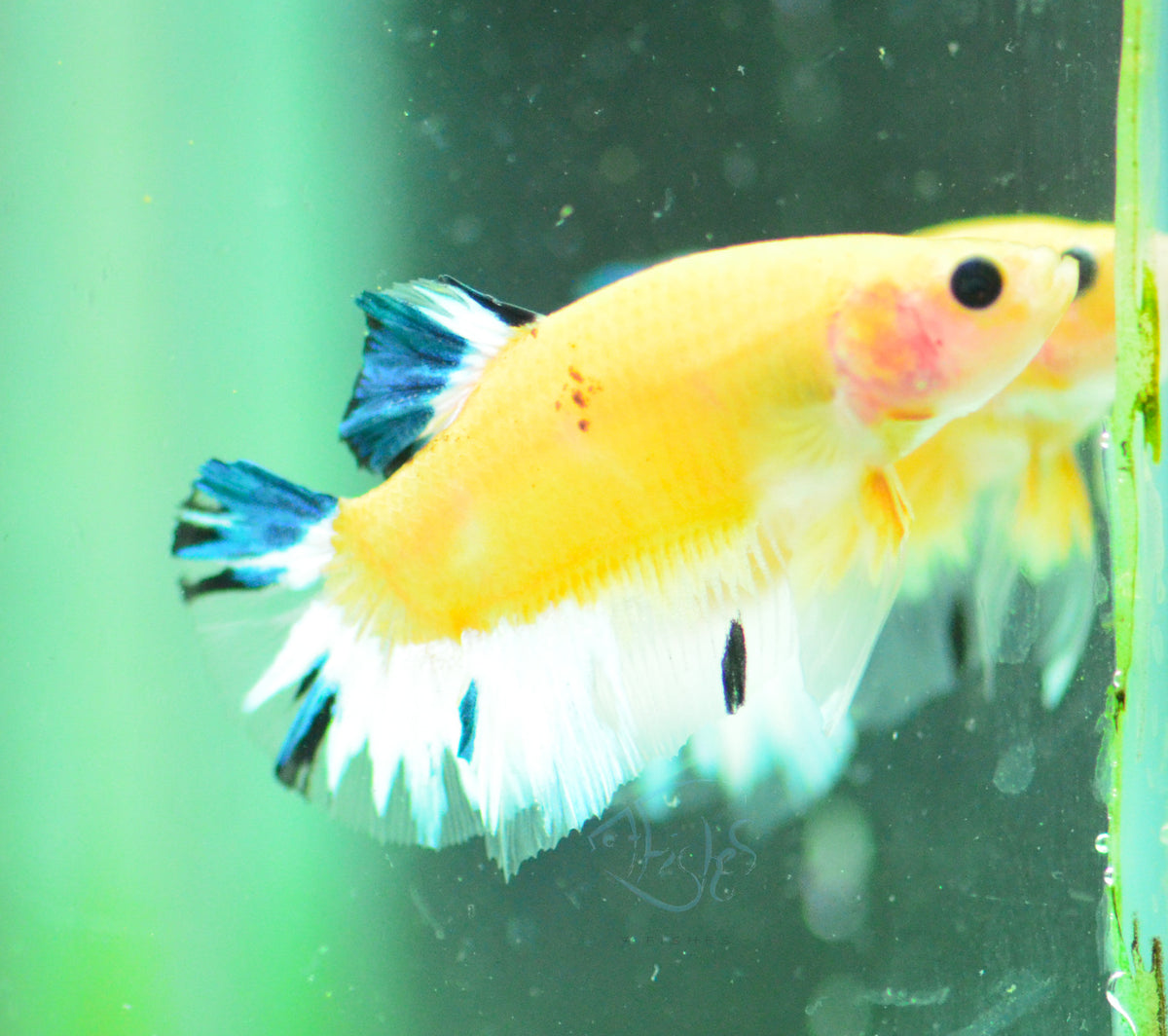 Yellow Hellboy Plakat Male