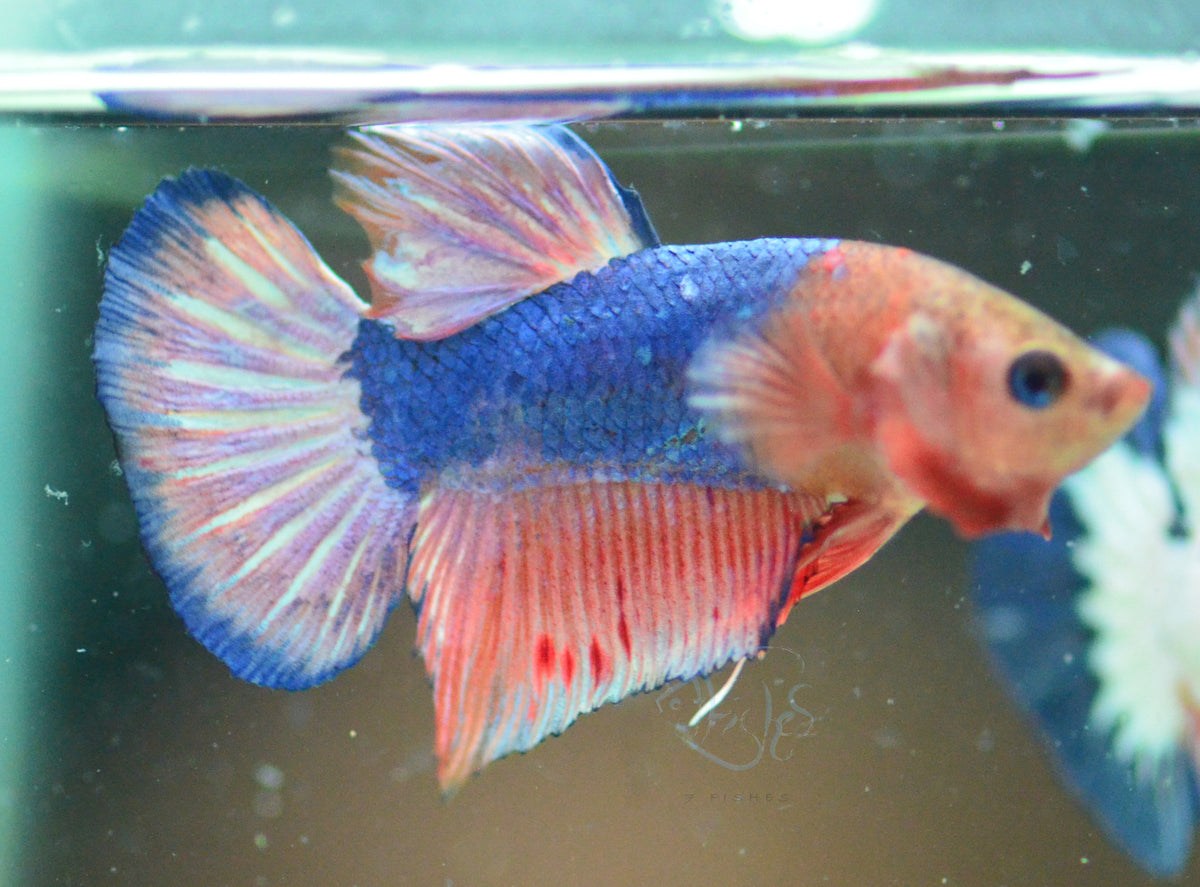 Pastel Marble Plakat Male