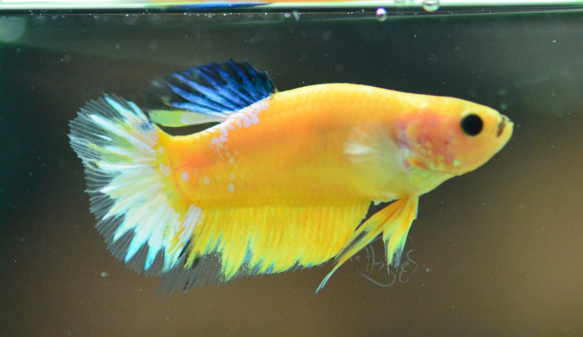 Yellow Hellboy Plakat Female