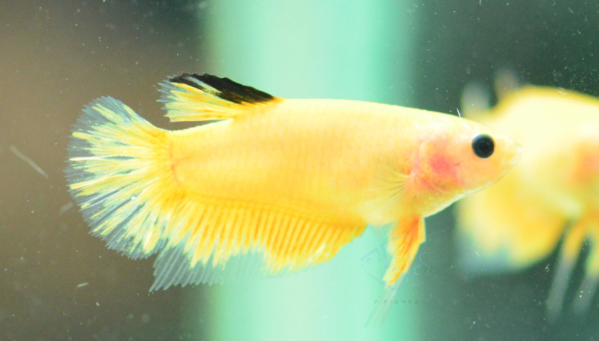 Yellow Hellboy Plakat Female