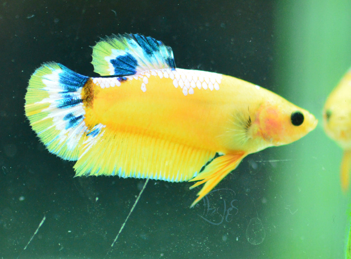 Yellow Hellboy Plakat Female