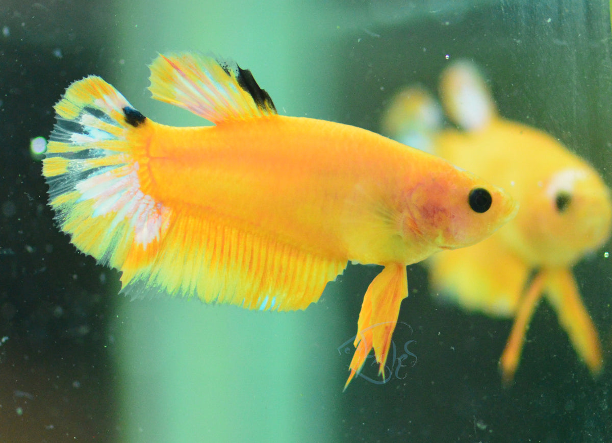 Yellow Hellboy Plakat Female