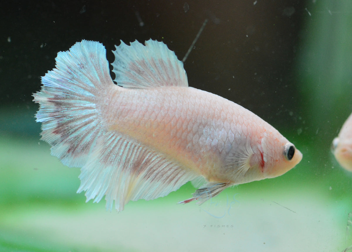Unicorn Halfmoon Female