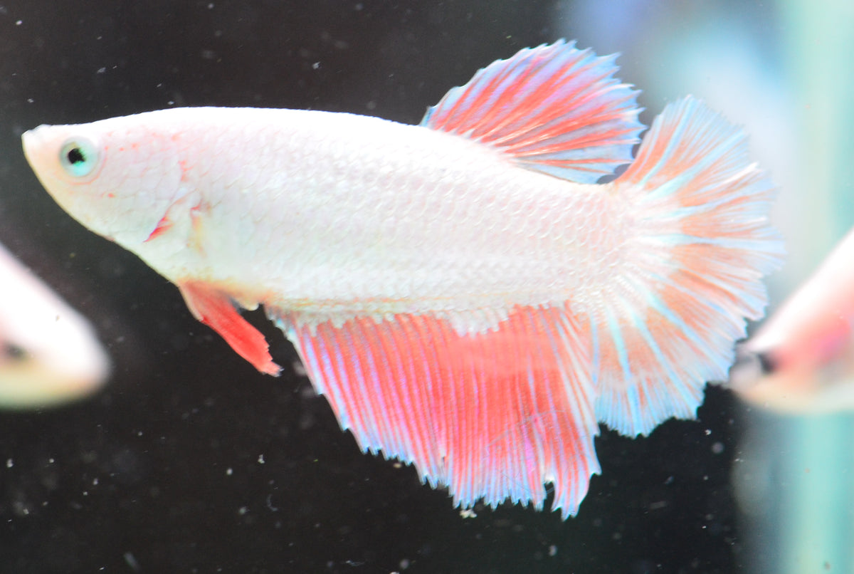 Red Orange Dragon Halfmoon Female