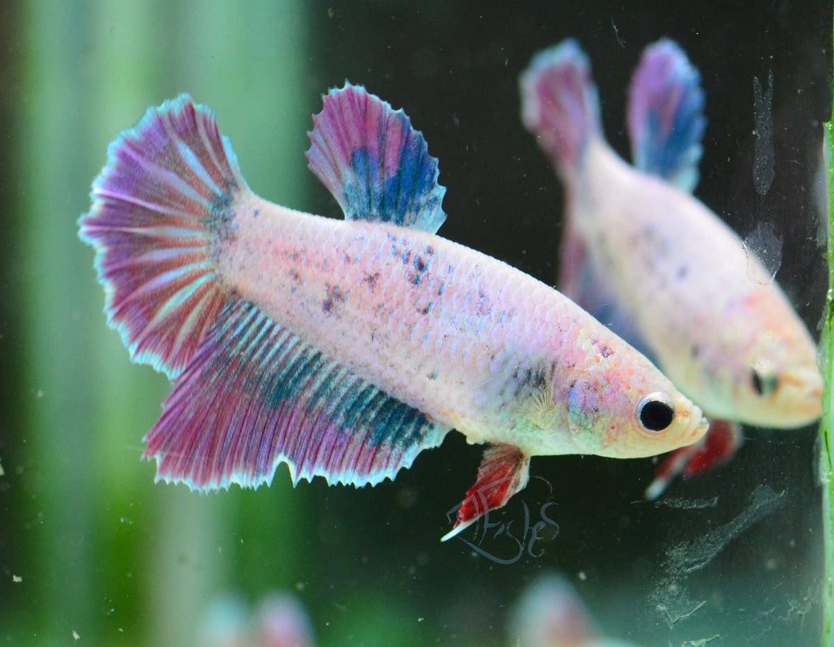 Purple Marble Halfmoon Female