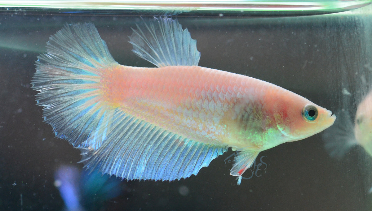 Opal Halfmoon Female