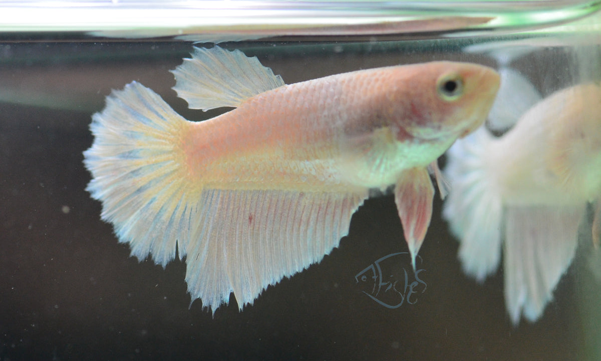 Platinum Halfmoon Female