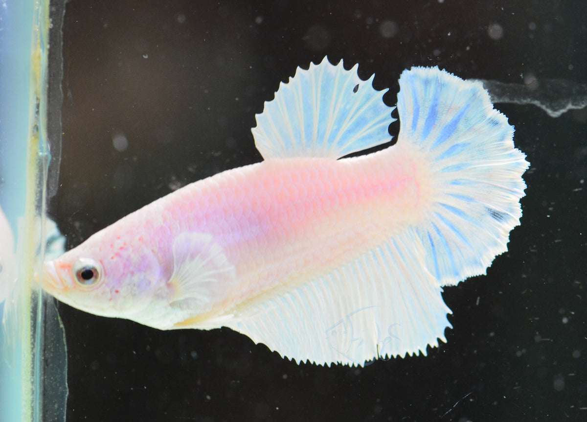 Platinum Halfmoon Female