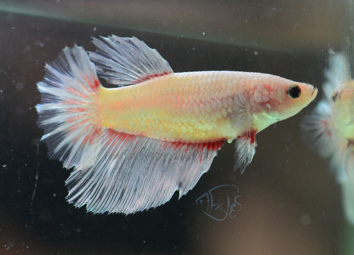 Opal Red Halfmoon Female