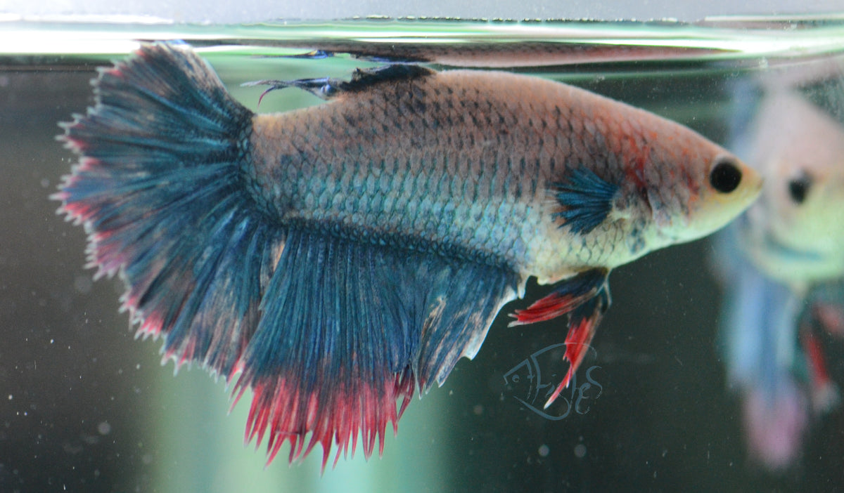 Cambodian Mascot Halfmoon Female