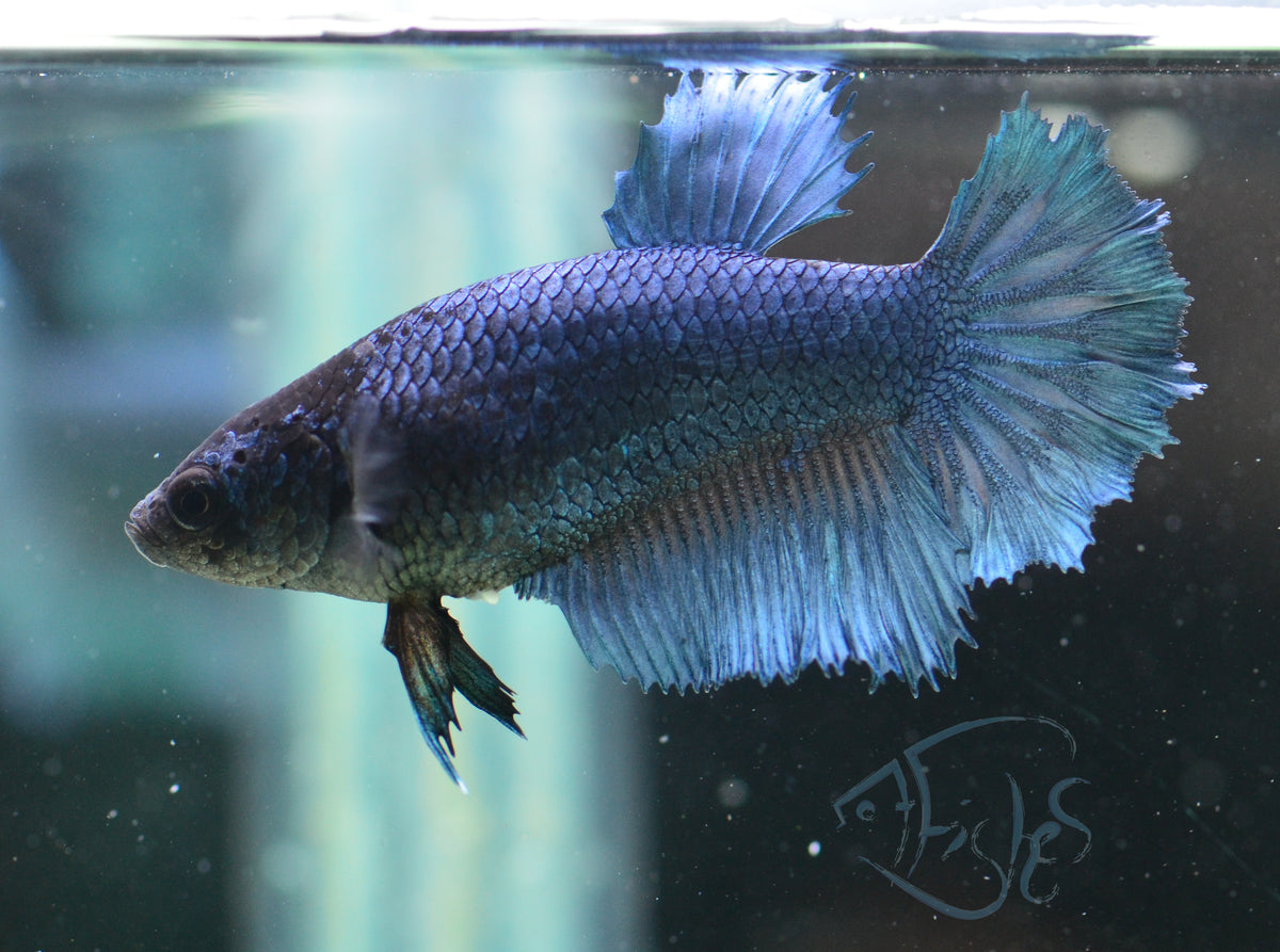 Navy Blue Halfmoon Female