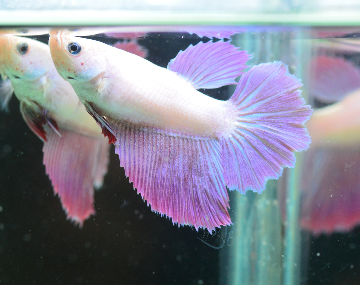 Purple Halfmoon Female
