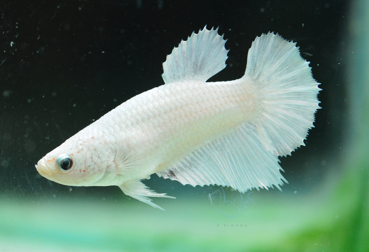 Platinum Halfmoon Female