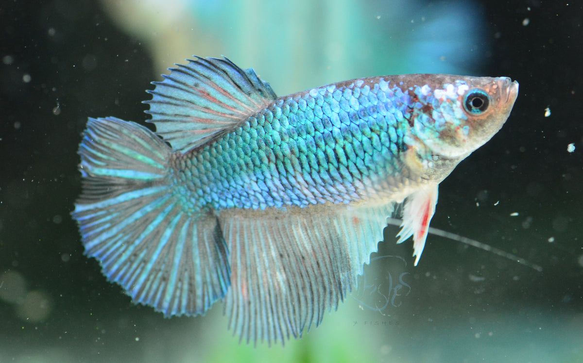 Turquoise Lace Halfmoon Female