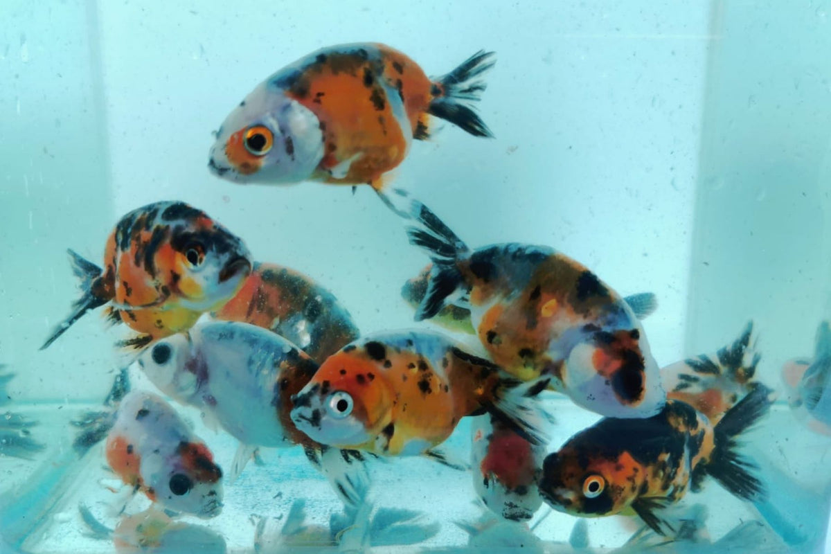 Assorted Calico Ranchu