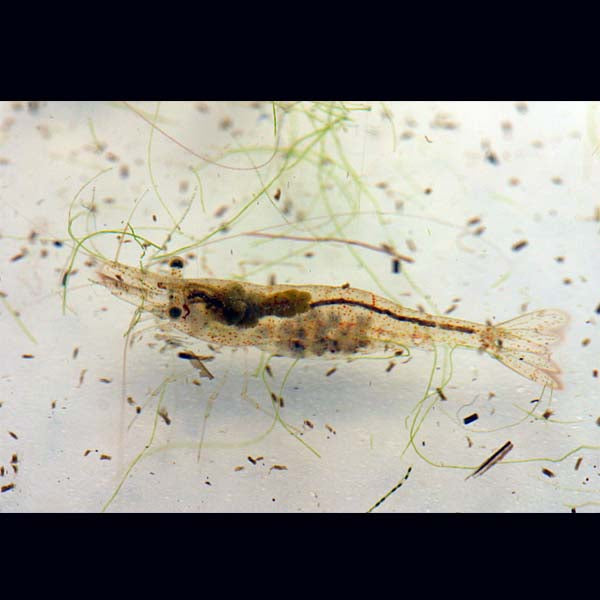 Blackmore River Caridina