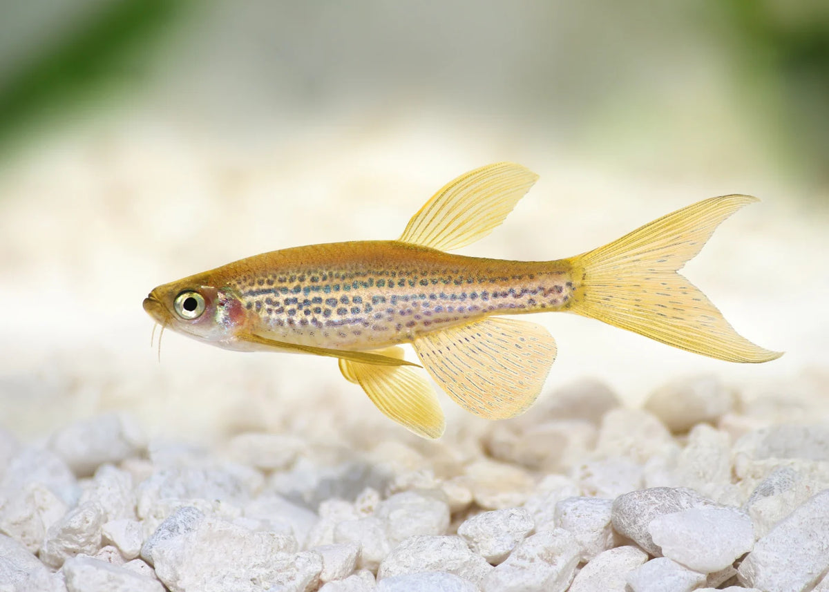 Long-Fin Leopard Danio