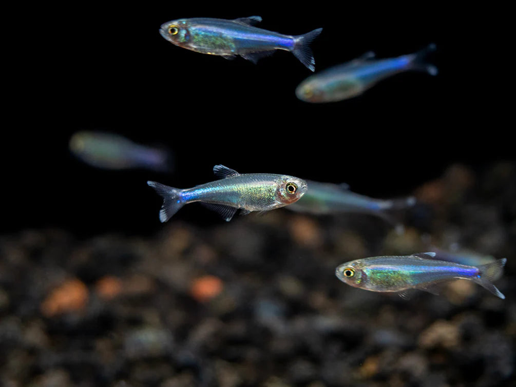 Cochu's Blue Tetra
