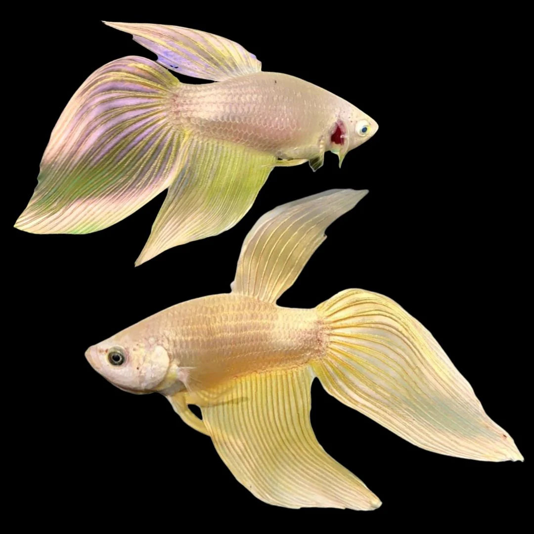Assorted Metallic Yellow Veiltail Male
