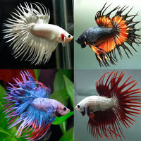Load image into Gallery viewer, Assorted Crowntail Male

