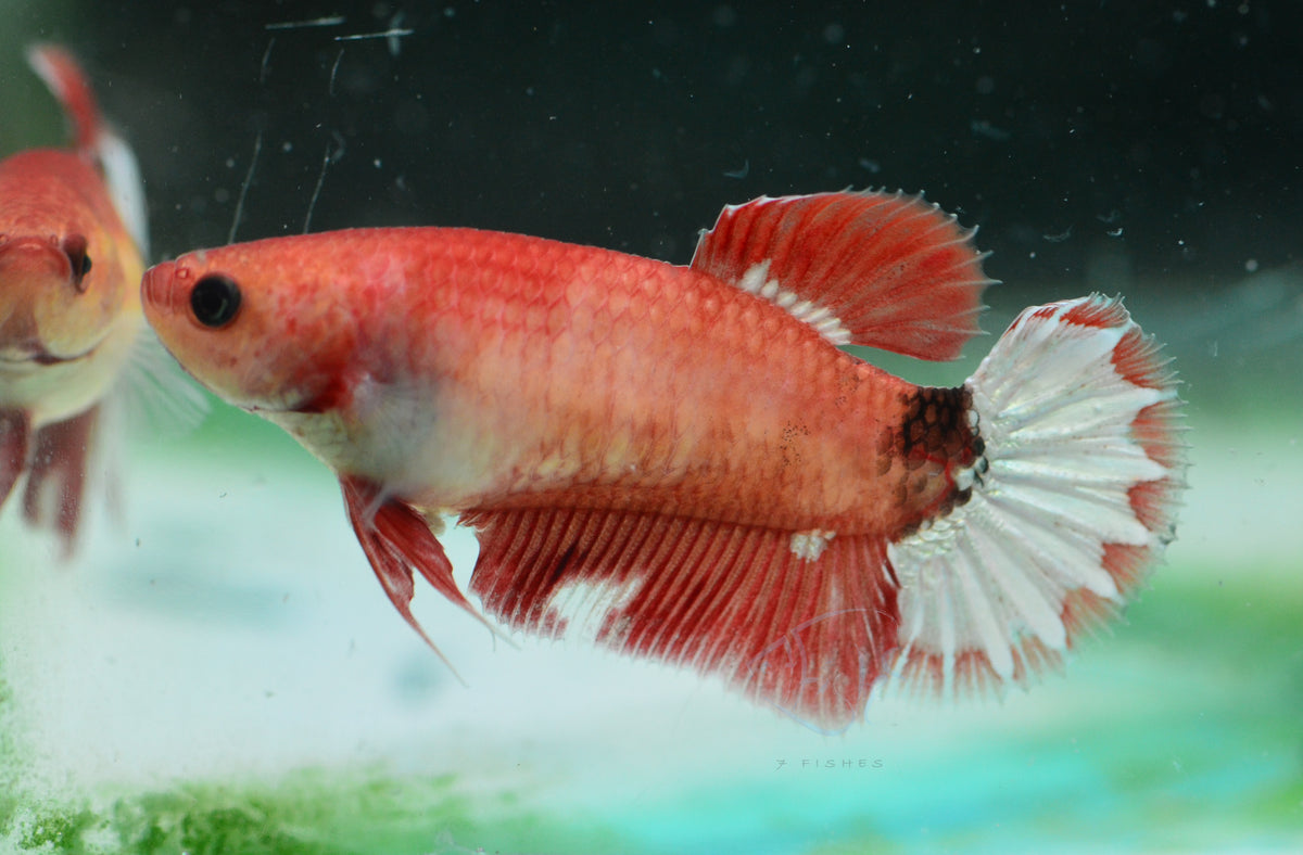 FCCP HMPK Female