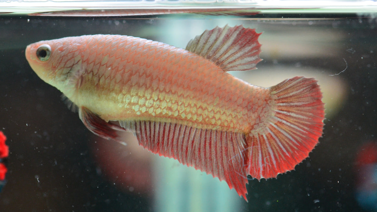 Red Dragon HMPK Female
