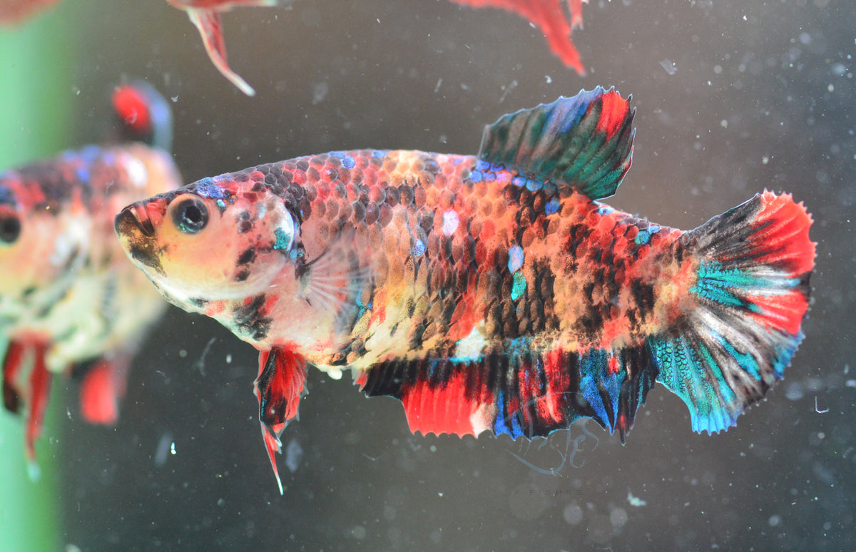 Dalmatian Koi HMPK Female