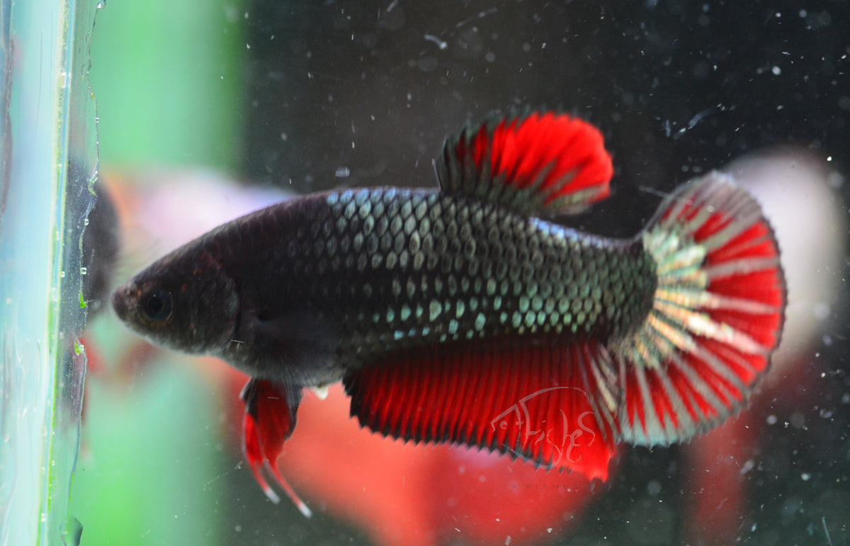 Copper Red HMPK Female