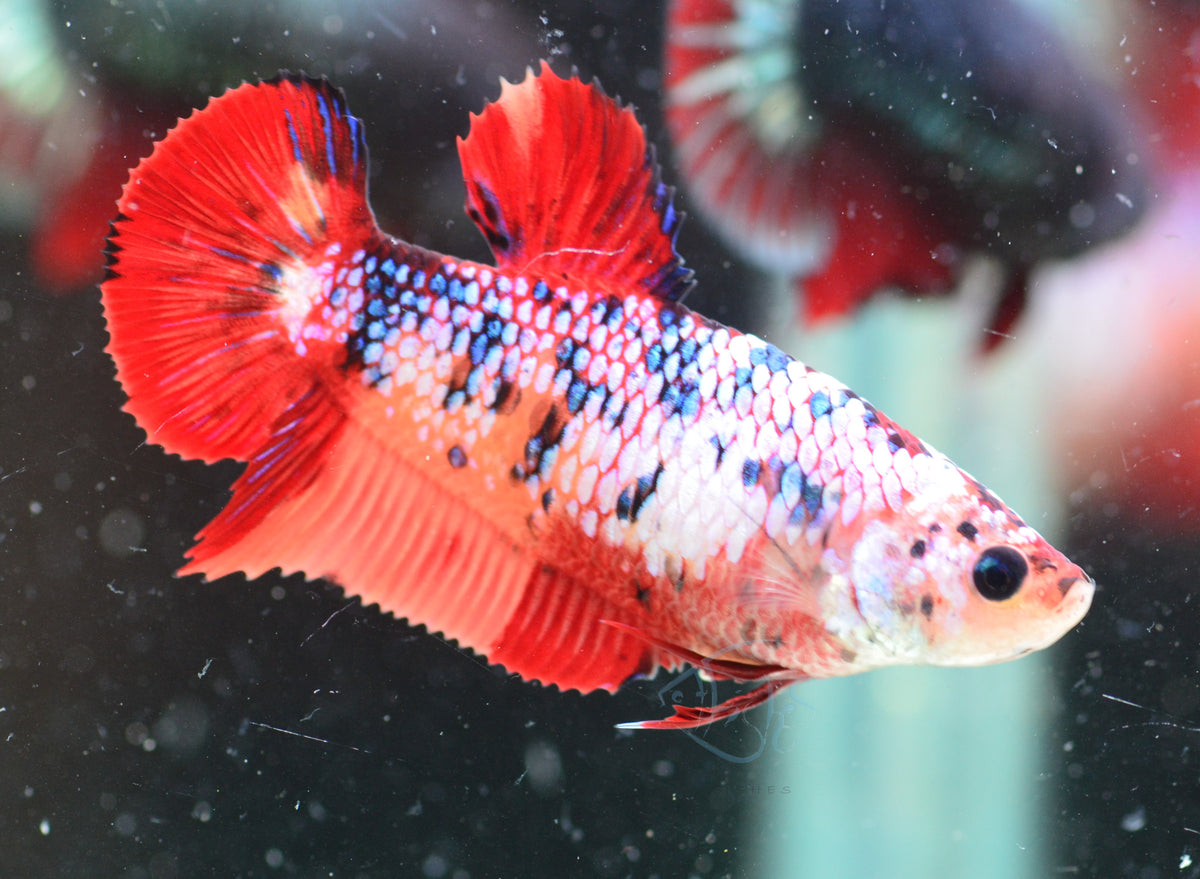 Candy HMPK Female
